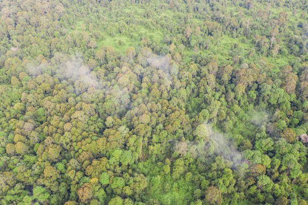 borneo tropikalny torf bagienny las - lumber industry aerial view oil tropical rainforest zdjęcia i obrazy z banku zdjęć