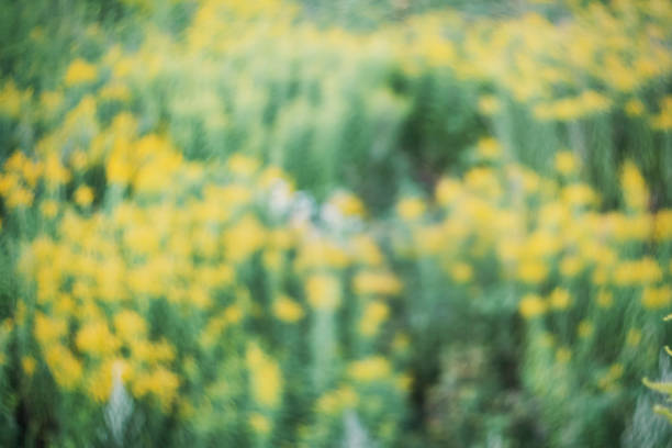 Blurred and de focused fresh yellow blossom and green grass. Defocused flowers and grass for background