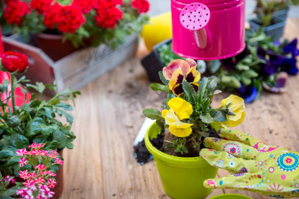 istock Spring garden works. Gardening tools and flowers 1297442311
