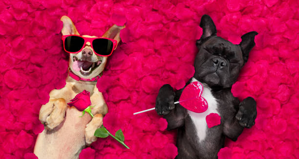 valentinstag hochzeit paar hunde in der liebe - dogrose stock-fotos und bilder