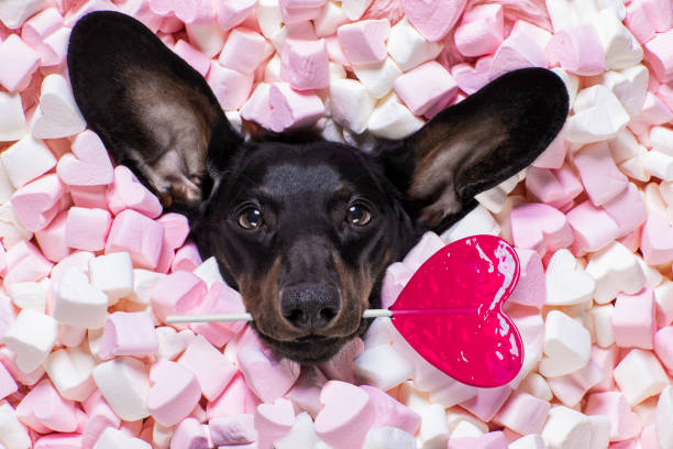 buon cane san valentino a letto di marshmallows - sugar cane foto e immagini stock