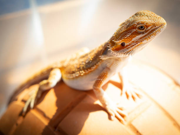 istock Exotic pet bearded dragon standing pose sunbathe. 1297443912