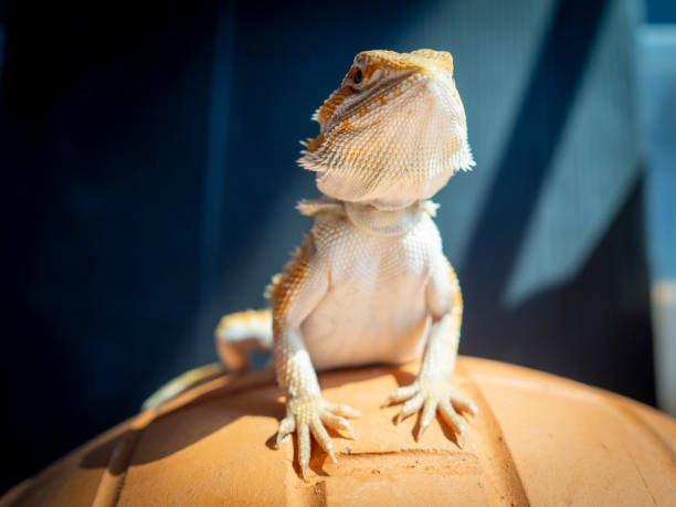 istock Lizard reptile bearded dragon standing for sunbathe. 1297443916