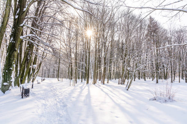 istock Park in Boleslaw (Poland) in winter 1297444588
