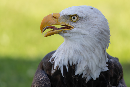 A closeup of the bald eagle, Haliaeetus leucocephalus.