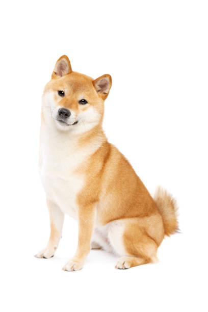 Shiba Inu Japanese breed dog Shiba Inu Japanese breed dog in front of a white background shiba inu stock pictures, royalty-free photos & images