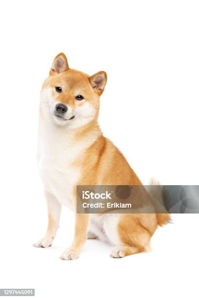 Shiba Inu Japanese Breed Dog Stock Photo - Download Image Now - Shiba Inu, White Background, Cute
