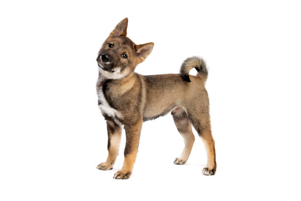 perro cachorro japonés shikoku - shikoku fotografías e imágenes de stock