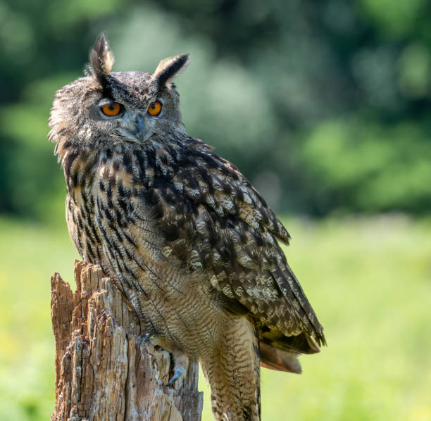 istock Close up of a Great horned owl 1297445253