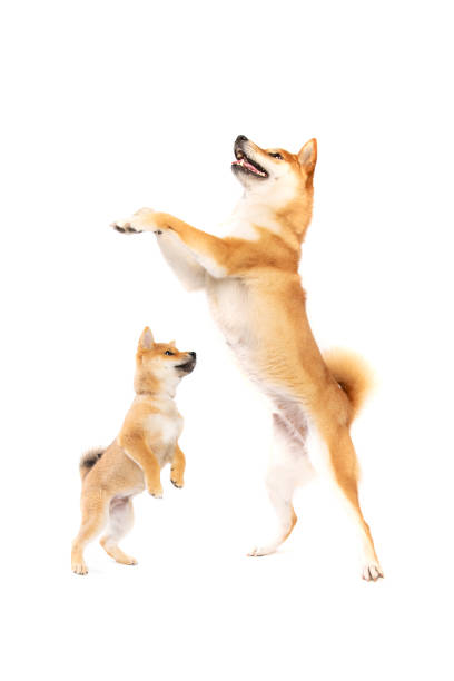 Shiba Inu sitting next to unrecognizable owner at outdoor cafe