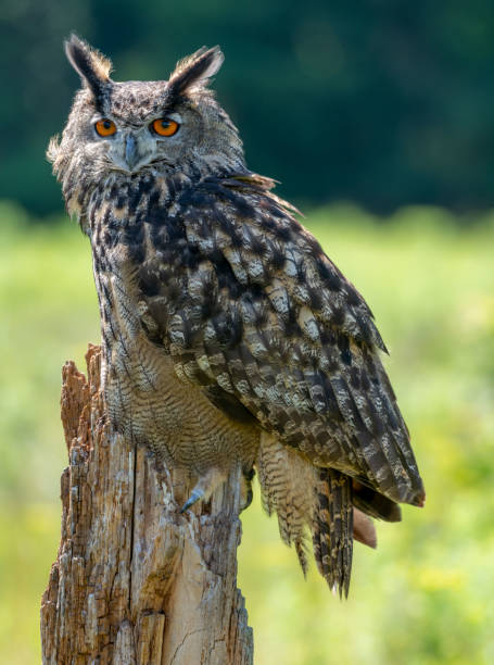istock Close up of a Great horned owl 1297445288