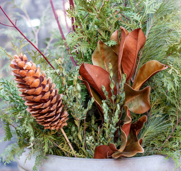 Christmas plant with pine cones and fir greenery