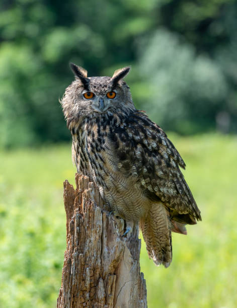 istock Close up of a Great horned owl 1297445305