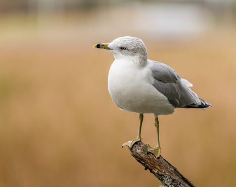 Seagull sitting on a branch