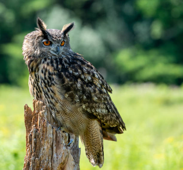 istock Close up of a Great horned owl 1297445327