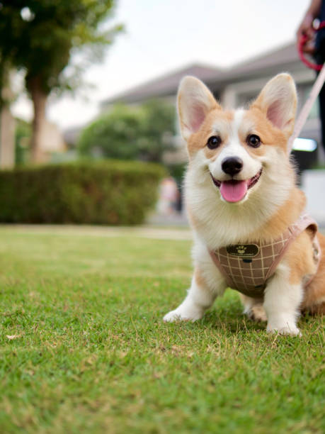 istock Corgi in the Park 1297445491