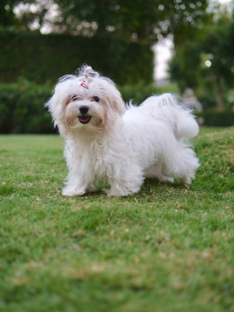 istock Maltese Puppy Dog in the Park 1297445514