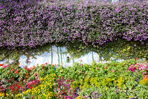 Spring flowers massively blooming in Da Lat