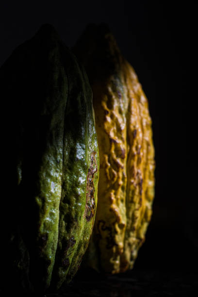kakaos verschiedener art. kreolische kakaos. farben früchte - fruto stock-fotos und bilder
