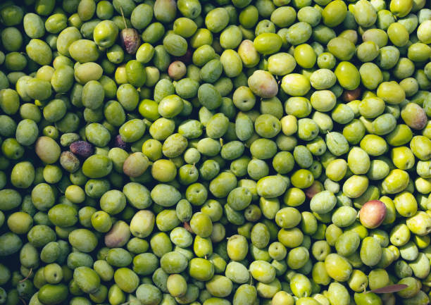 cosecha de aceitunas en el pueblo de sicilia, italia - aceituna verde fotos fotografías e imágenes de stock