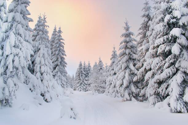 istock Beautiful winter snowy forest and hiking trail 1297448661