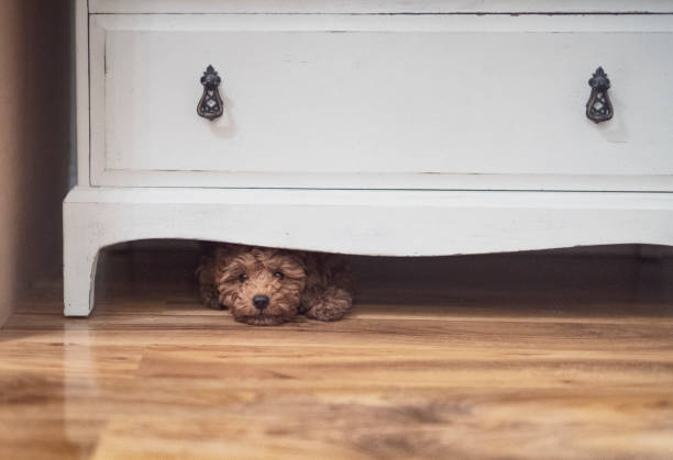 Puppy Hiding Little puppy is hiding under a cupboard hiding stock pictures, royalty-free photos & images