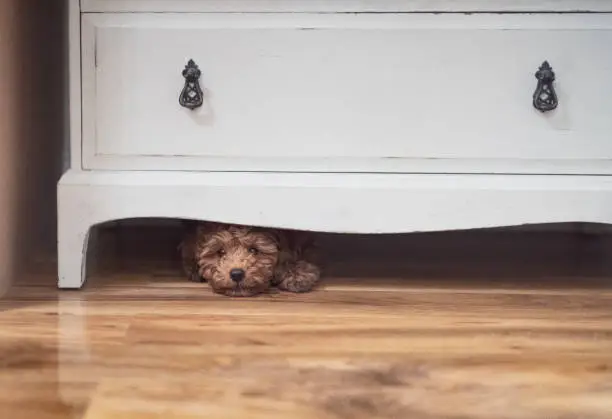 Photo of Puppy Hiding