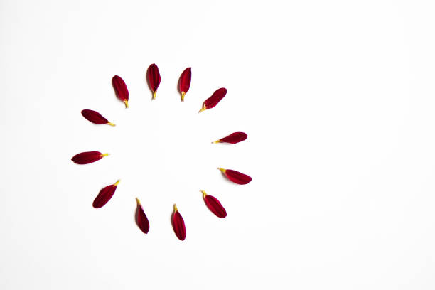 istock Spring or summer background with copy space for text: flower and petals, red flower with yellow heart. Top view. Flat lay. 1297449949