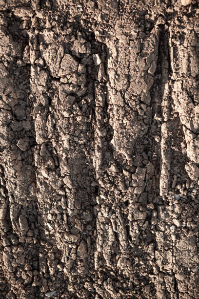 istock The background texture of the earth. 1297449952