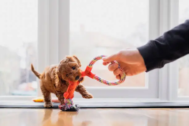 Cute puppy is playing tug with a toy
