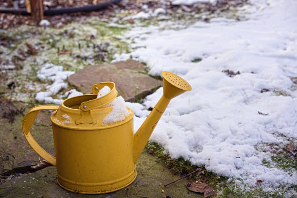 metal watering can covered with snow metal watering can covered with snow watering pail stock pictures, royalty-free photos & images