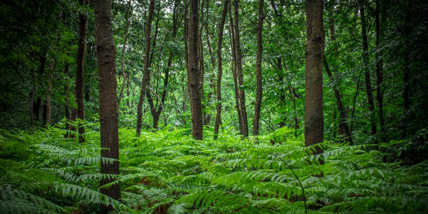 istock wooded landscape with ferns and trees 1297452441