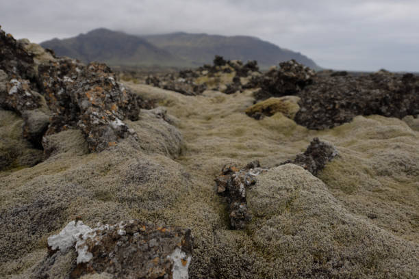 istock Lava formations on Icelandic meadow 1297453413