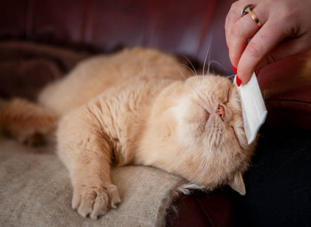 istock A woman's hand is brushing a cat. Pet Grooming, Home Life 1297453924