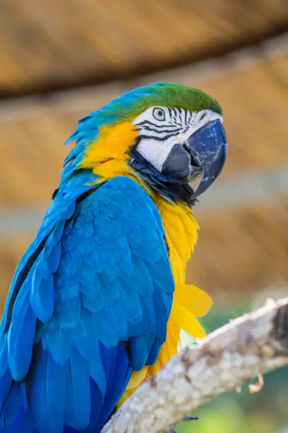 A blue macaw as it sits perched on a branch