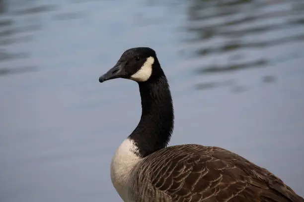 A Canadian Goose standing by a body of water