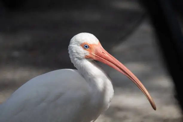 A White Ibis with the sunlight highlighting its pink beak and blue eye