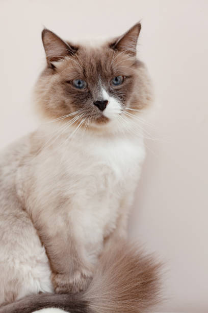 istock Siberian cats, white neva masquerade. Trimmed cat on a light background 1297455126