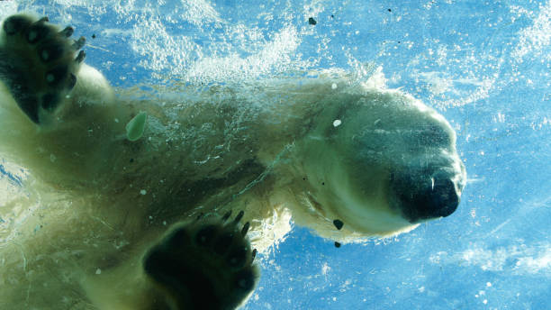 istock Polar bear hunting for food 1297455128