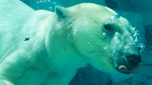 istock Polar bear hunting for food 1297455173