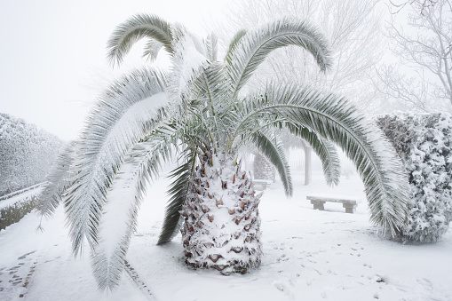 an unusual image of a large palm tree with large leaves buried under a thick layer of snow, concept climate change, spain, extremadura