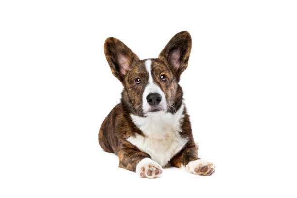 istock Brindle and white Cardigan Welsh Corgi dog 1297455284
