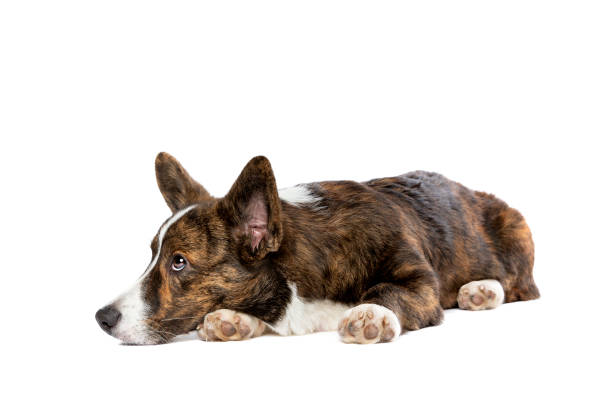 istock Brindle and white Cardigan Welsh Corgi dog 1297455289