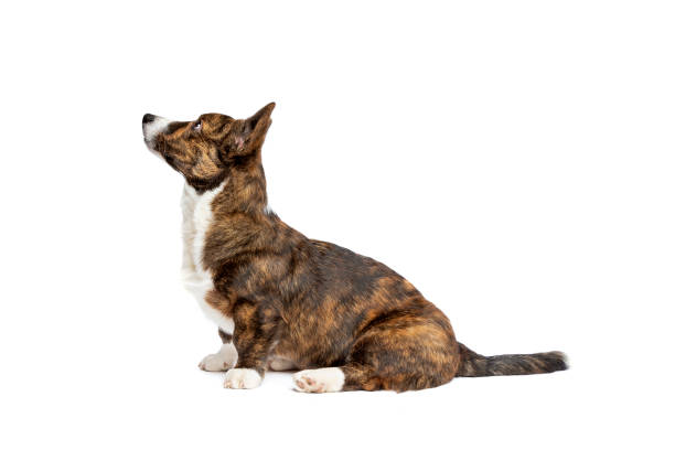 istock Brindle and white Cardigan Welsh Corgi dog 1297455308