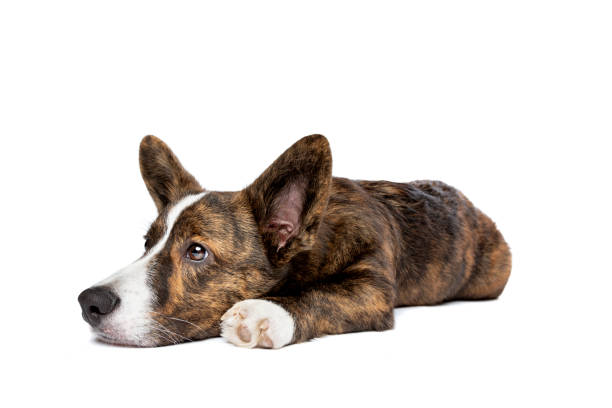 istock Brindle and white Cardigan Welsh Corgi dog 1297455311
