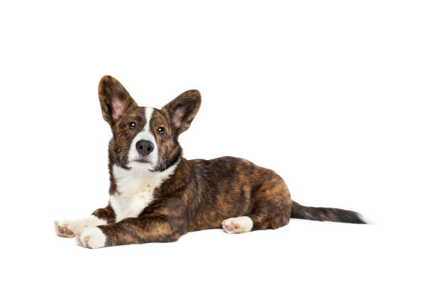 istock Brindle and white Cardigan Welsh Corgi dog 1297455323