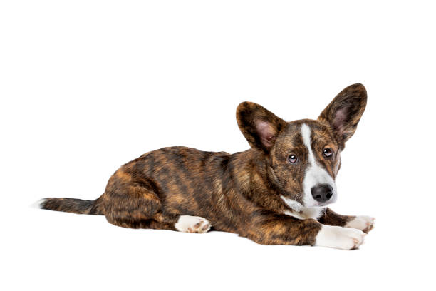 istock Brindle and white Cardigan Welsh Corgi dog 1297455344