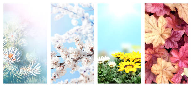 istock Four seasons of year 1297456134