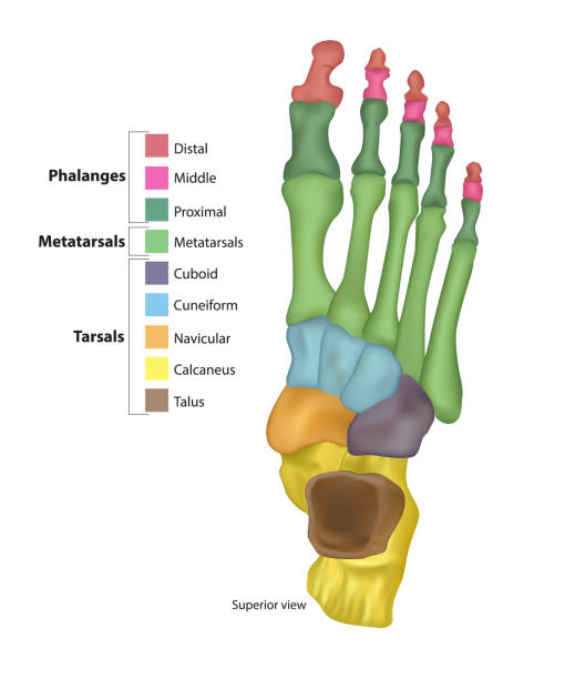 ilustrações de stock, clip art, desenhos animados e ícones de bones of the foot .tarsals or tarsus, metatarsals, phalanges - intermediate