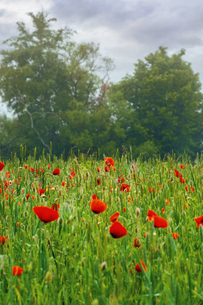 istock red poppy field in the mist 1297457367